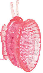 Butterfly Clitoral Pump